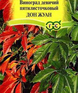Виноград девичий пятилисточковый Дон Жуан 5 шт.
