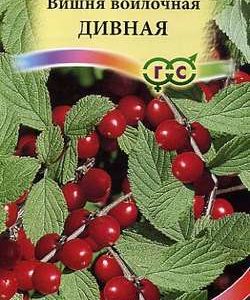 Вишня войлочная Дивная 0,5 г