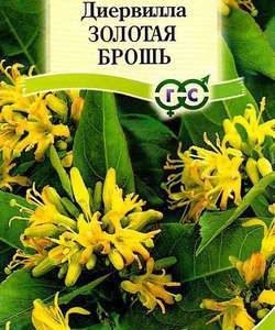 Диервилла сидячецветковая Золотая брошь* 5 шт.