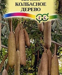 Кигелия Колбасное дерево 3 шт.