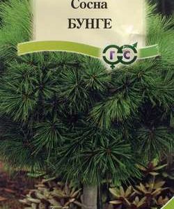 Сосна Бунге 0,5 г