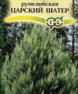 Сосна румелийская Царский шатер 0,2 г