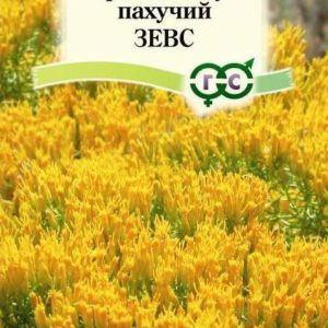 Хризотамнус Зевс 0,1 г