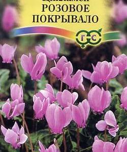 Цикламен Розовое покрывало* 3 шт. сер. Альпийская горка