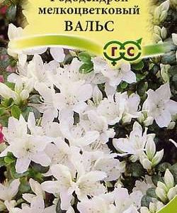 Рододендрон мелкоцветковый Вальс* 0,1 г
