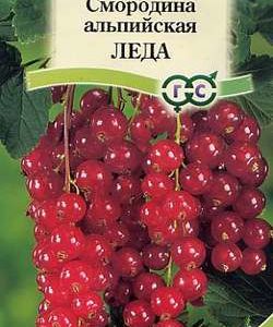 Смородина альпийская Леда* 0,1 г
