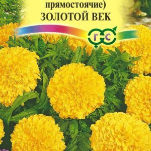 Бархатцы пр. Золотой век (25 см) (Тагетес) 0,05 г