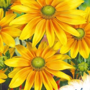 Рудбекия Ирландская весна* 0,02 г серия Устойчив к заморозкам !