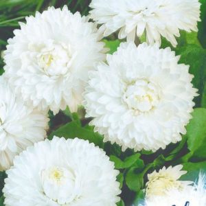 Маргаритка Весна заснеженная* 0,05 г серия Устойчив к заморозкам !