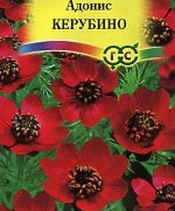 Адонис летний Керубино 0,2 г