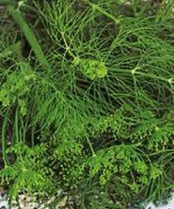 Укроп Иней 2,0 г серия Заморозь! Н9