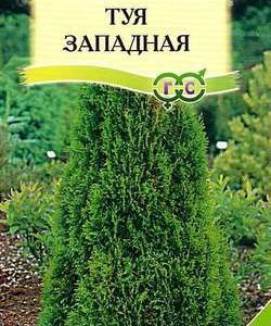 Туя западная Канди Страйп 0,05 г