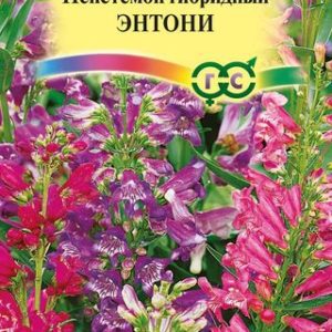 Пенстемон гибридный Энтони*, смесь 0,01 г