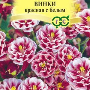 Аквилегия Винки красная с белым* 5 шт сер. Элитная клумба