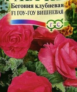 Бегония Гоу-гоу вишневая F1 гранул. 4 шт.пробирка
