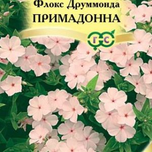 Флокс Примадонна друммонди* 8 шт. сер. Элитная клумба