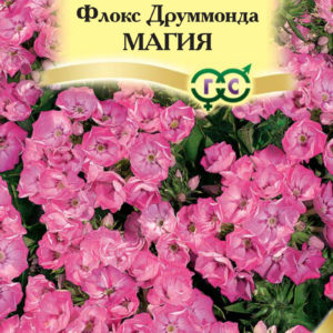 Флокс Магия друммонди * 8 шт. сер. Элитная клумба