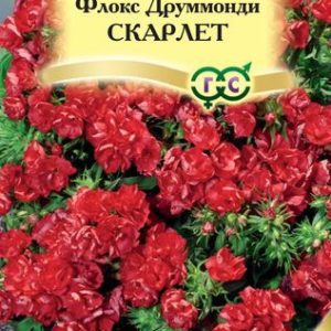Флокс Скарлет друммонди* 8 шт. сер. Элитная клумба