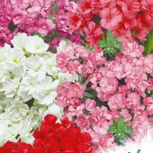 Флокс Ярмарочный микс махр. друммонда* 0,03 г серия Устойчив к заморозкам !