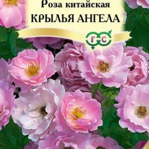 Роза китайская Крылья ангела* 5 шт. серия Элитная клумба