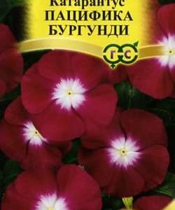 Катарантус Пацифика Бургундия* 7 шт. сер. Элитная клумба