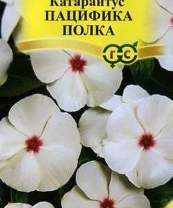 Катарантус Пацифика Полка* 7 шт. сер. Элитная клумба