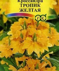 Кроссандра Тропик желтая * 3 шт. серия Элитная клумба