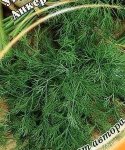 Укроп Анкер 2,0 г автор.