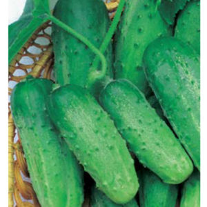 Огурец Монастырский 1 г Н9