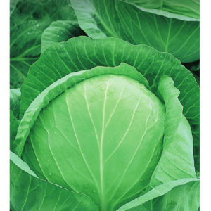 Капуста белокоч. Колобок F1 0,1 г для хранения