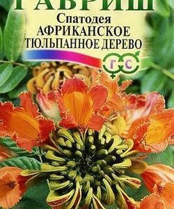 Спатодея Африканское тюльпанное дерево 0,05 г Н9