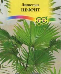 Ливистона китайская Нефрит 3 шт. Н10