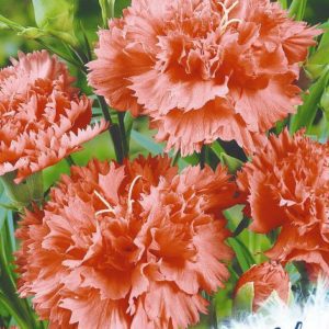 Гвоздика садовая гренадин Коралл*, 0,1 г серия Устойчив к заморозкам !