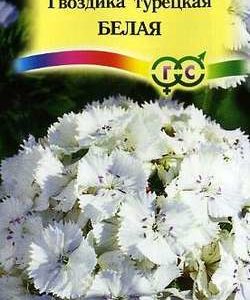 Гвоздика турецкая Белая 0,2 г Н9