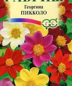 Георгина Пикколо, смесь 0,3 г Н9