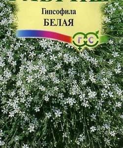 Гипсофила ползучая, Белая* 0,1 г Н9