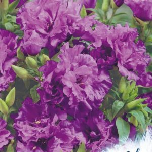 Годеция Каттлея, махровая* 0,1 г серия Устойчив к заморозкам !