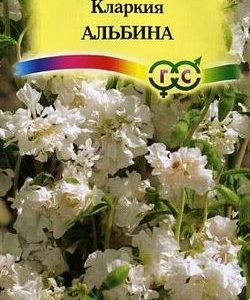 Кларкия Альбина , изящная* 0,1 г Н9