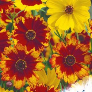 Кореопсис Сильмарилл, красильный* 0,1 г серия Устойчив к заморозкам !