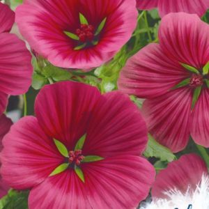 Малопа Пурпурея* 0,1 г серия Устойчив к заморозкам !