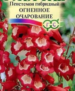 Пенстемон гибридный Огненное очарование* 0,01 г Н9