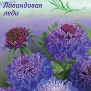 Скабиоза пурпурная Лавандовая леди, махр. 0,5 г Н9 серия Лавандовые грёзы