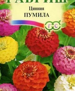 Цинния Пумила, махровая раннецветущая смесь 0,5 г Н9