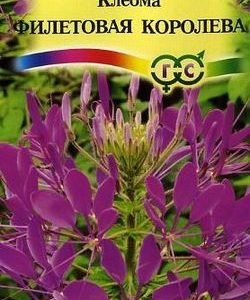 Клеома Фиолетовая королева 0,3 г