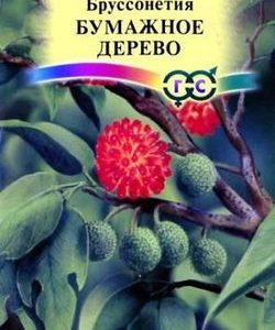 Бруссонетия Бумажное дерево* 3 шт. Н9