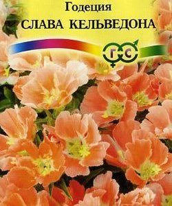 Годеция Слава Кельведона* 0,1 г Н9