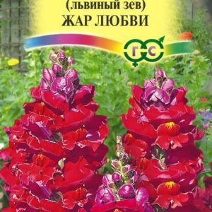 Львиный зев Жар любви*(Антирринум) 0,1 г