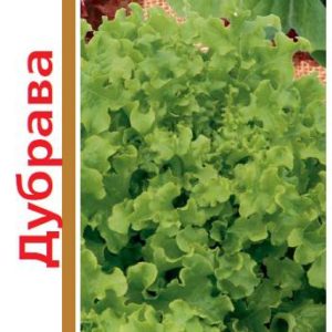 Салат Дубрава серия 1+1/2,0 г листовой,маслянистый автор.