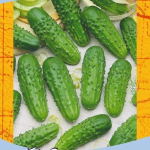 Огурец Смуглянка F1 10 шт.корнишон серия География Н9