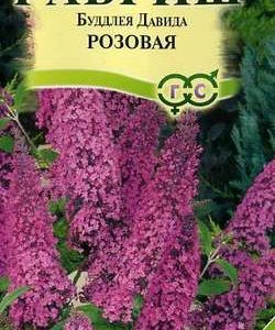 Буддлея Давида видовая розовая 0,1 г Н9